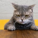 Do you have a stressed out cat?