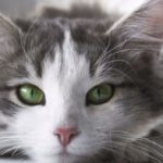 Can you tell if your cat is stressed?