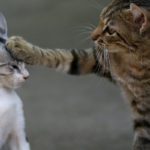 Multi-cat households