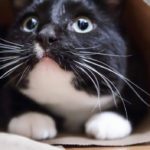 What “Fear Free” means for your pet