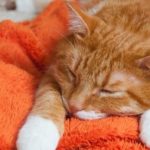 How do I tell if my cat is in pain?