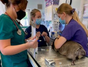 Three veterinary staff working on a dog on an operating table