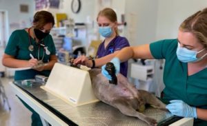 Three veterinary staff working on a dog who is upside down on an operating table