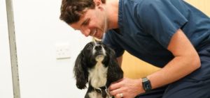 Vet holding and leaning over a dog