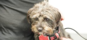 dog-vet-blackpool-preston-rowan-vets