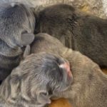 Emergency care and cesareans at Rowan Vets