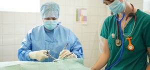 Vet in a surgical gown, hat, and mask, performing a procedure alongside a nurse