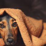 Fireworks – noise phobia