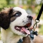 Socialising your new puppy