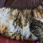 Is my pet overweight?