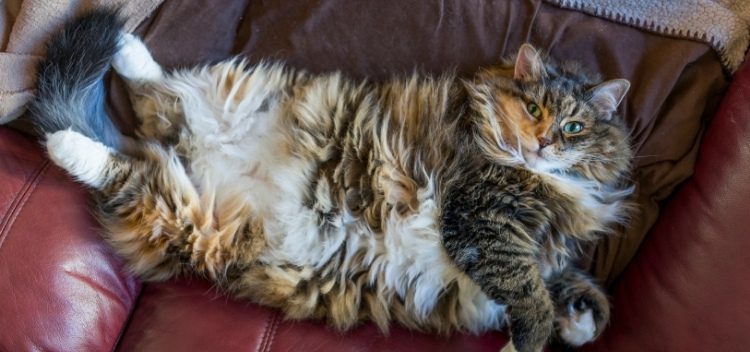Is my pet overweight?