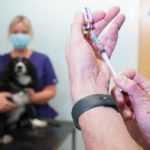 Dog vaccination – the what and the why.