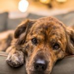 Signs of separation anxiety in dogs