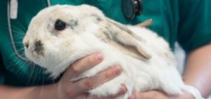 Close up of a rabbit being held by a Nurse