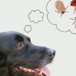 Routine parasite control under control