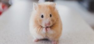 A hamster treated at Rowan Vets in Preston