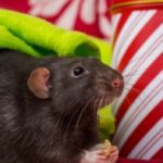 Do hamsters, guinea pigs & rats enjoy festive house parties?