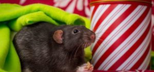 A pet rat amongst Christmas decorations