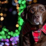 Why choose dog friendly places to go Christmas shopping & for drinks