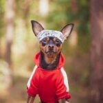 Dog owners need Rowan Vets’ eco-friendly new year fitness ideas