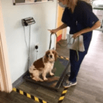 Neutering – Callie’s Journey