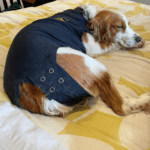 Neutering Journey – Callie’s Story Final Stage