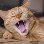 Cat dental care; what’s normal for your pet?