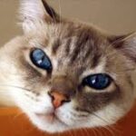 Cat vaccination, how does it protect?