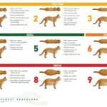 What is my pet’s body condition score?