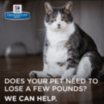 Obesity – a weighty problem!