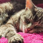 Is your cat a senior?