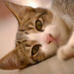 #worldspayday – is your cat neutered?