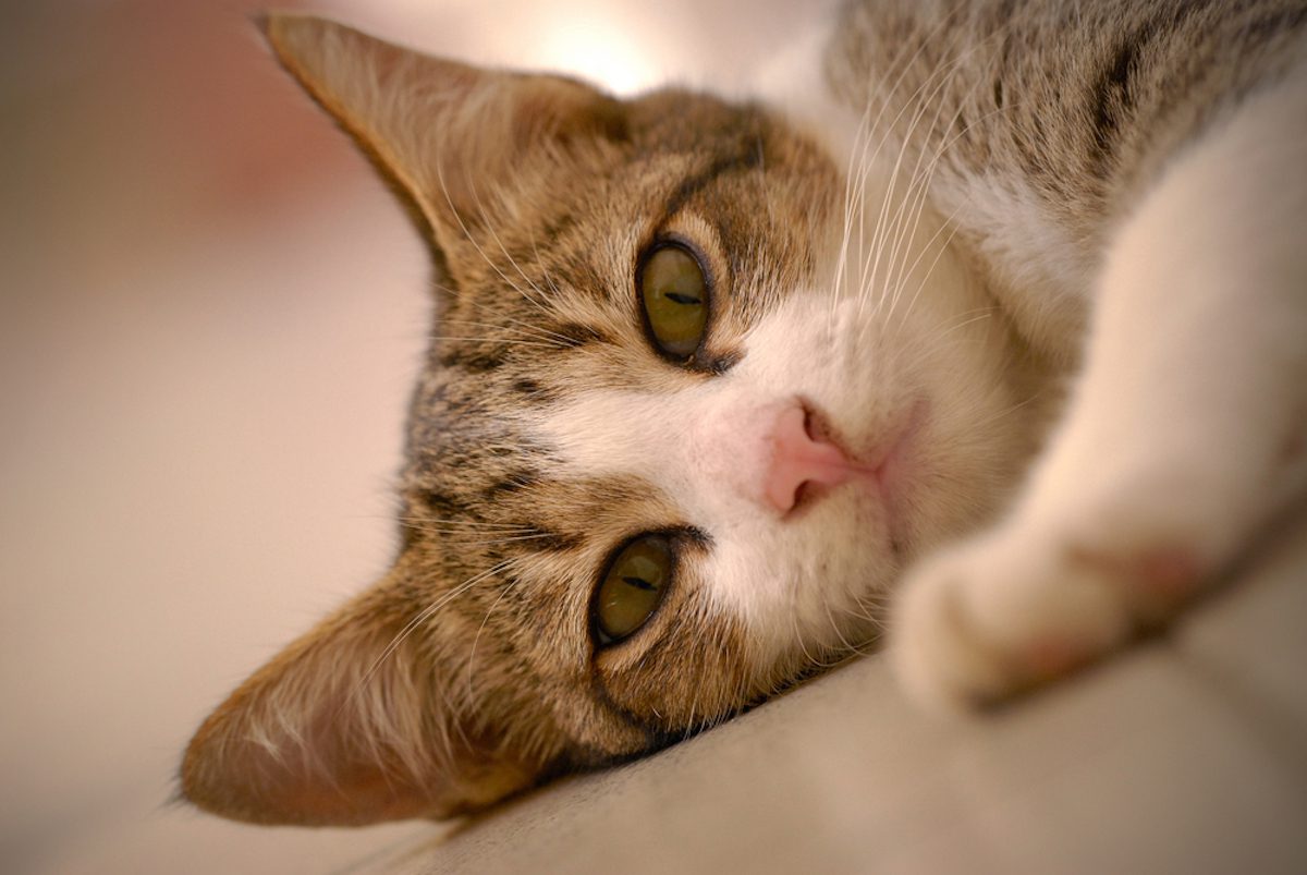 #worldspayday – is your cat neutered?