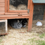 Why rabbit vaccinations are so important in Lancashire