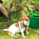 Laura shares advice on common dog skin complaints