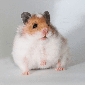 Symptoms & treatment for lumps on hamsters and other small pets