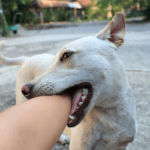 Take Rowan Vets’ safety quiz for preventing dog bites