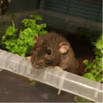 Pets and their environment