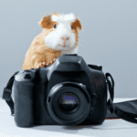 Why guinea pigs, hamsters, and other small furries make great pets