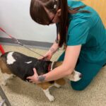 Amy Eddleston PGCertSACN RVN