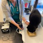 #VNAM Hayley Winston NCert (E&CC) ISFM Dip FN RVN