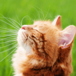 7 ways to prep your cat for summer