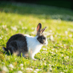 Preston Vets share how to keep rabbits cool during summer