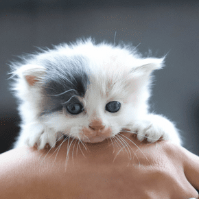 Vets in Preston have this kitten care advice