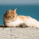 Important hot weather advice for cats
