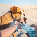 Rowan Vets shares 7 summer dangers dogs should avoid