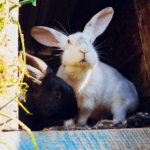 How to keep rabbits, guinea pigs and hamsters cool in hot weather