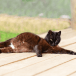 Rowan Vets’ guide to cat pregnancy