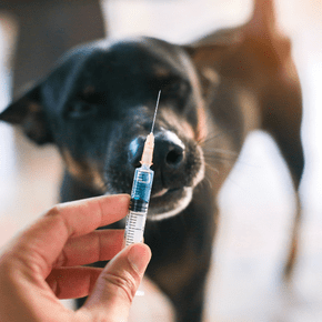 What do dog vaccinations protect against?
