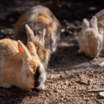 Why rabbit vaccinations are so important in preventing fatal diseases